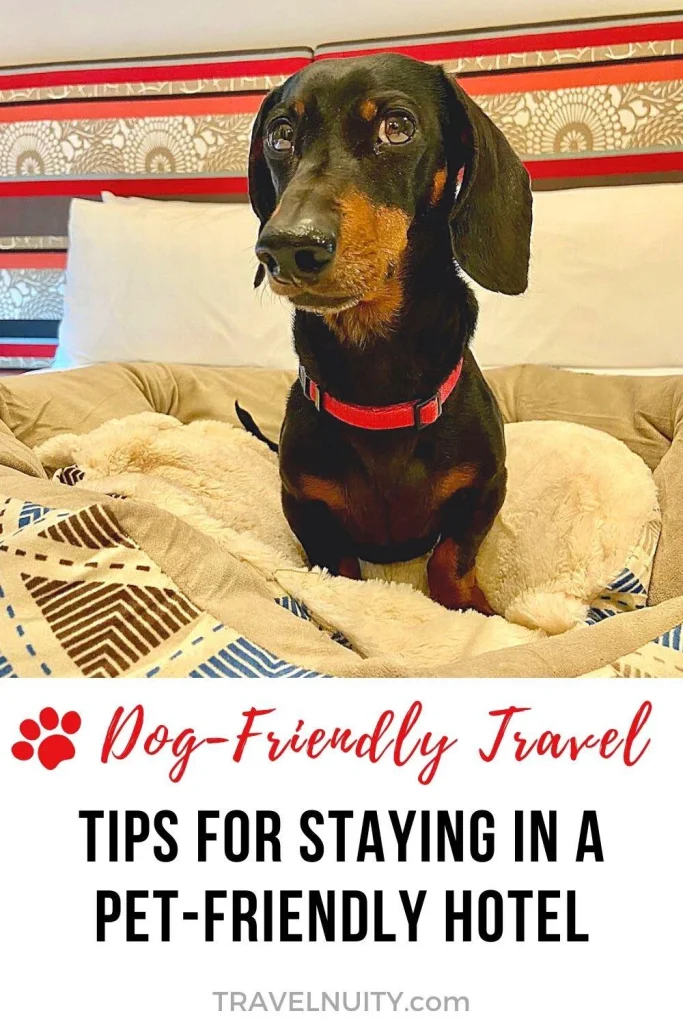 Book Pet Friendly Hotel: Tips dan Ide